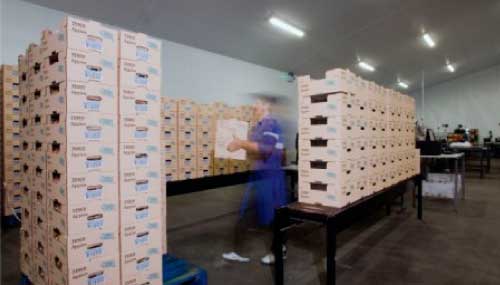 Adrian Scripps ltd - packing