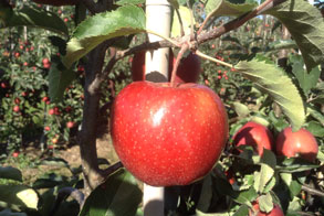 Red Prince: Like a Fine Wine