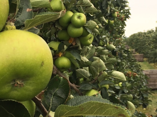 Bramley Picking 2016
