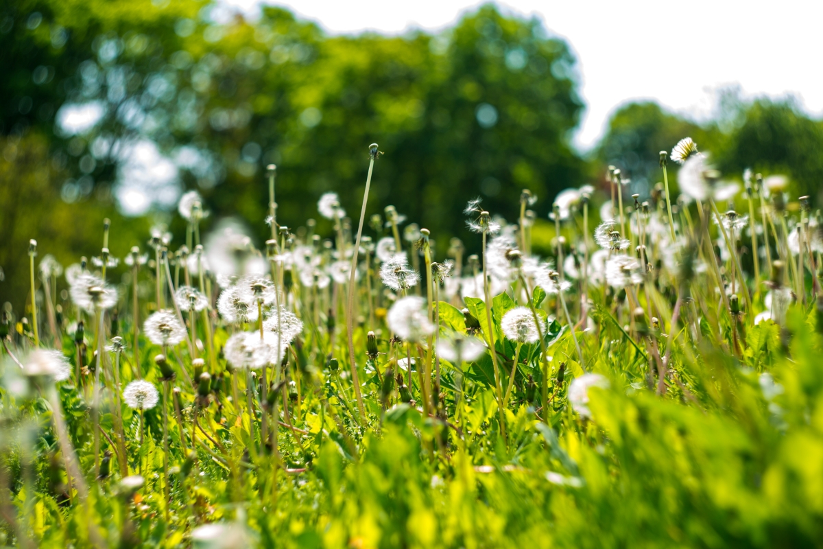 Wild Flowers