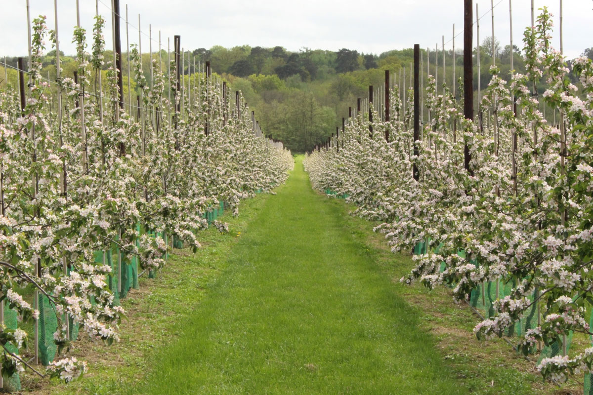 Orchard at Adrian Scripps Ltd.