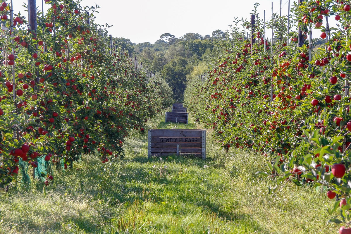 Orchard at Adrian Scripps Ltd.