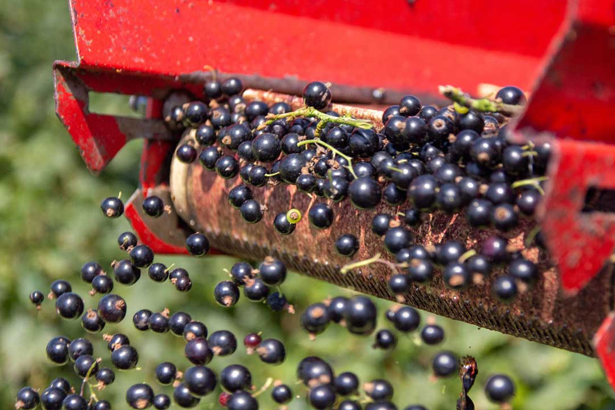 Blackcurrants