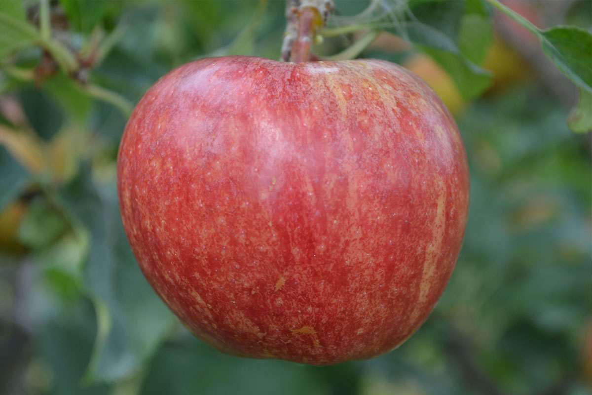 gala-apple