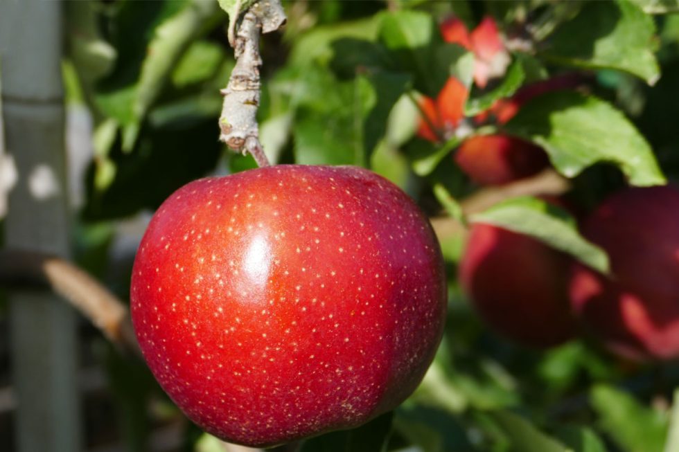 Our Produce Adrian Scripps Ltd