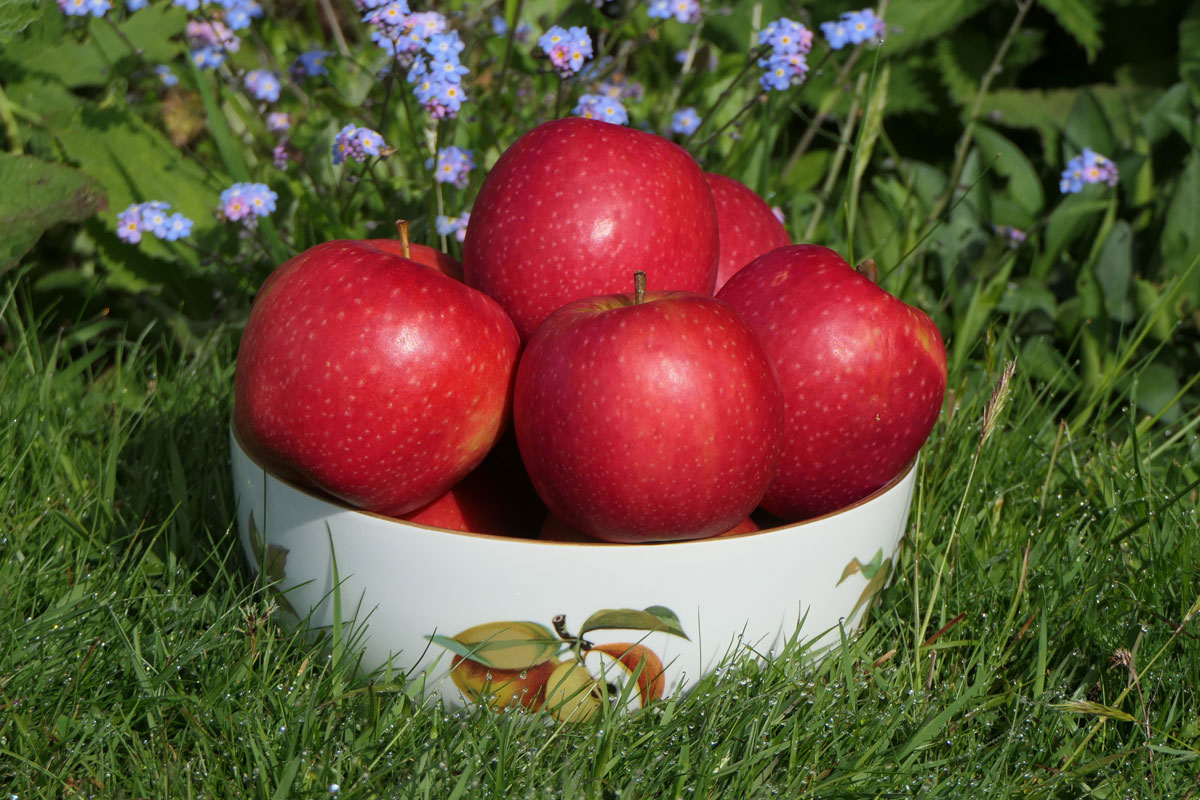 Pink Lady apples - Adrian Scripps