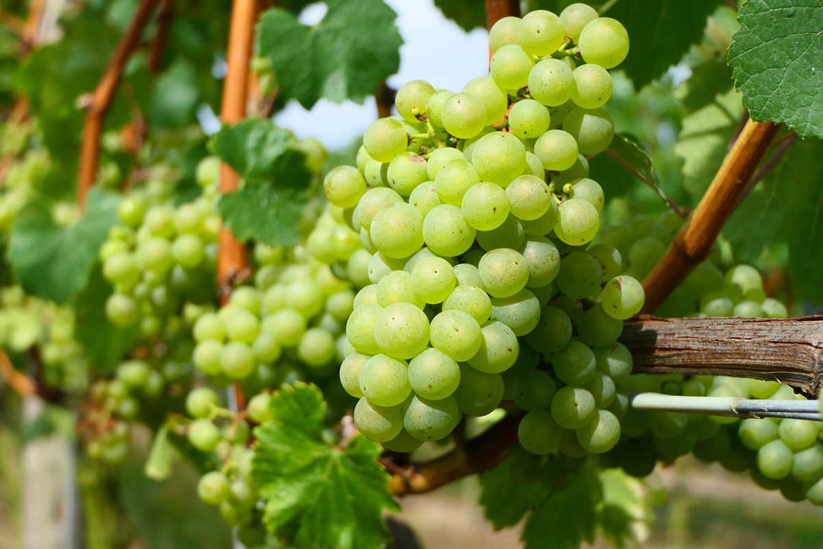 Chardonnay Grapes