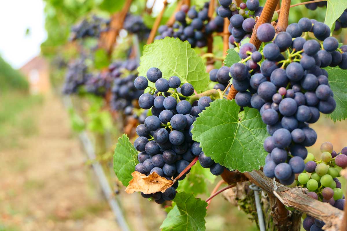 Pinot Noir grapes