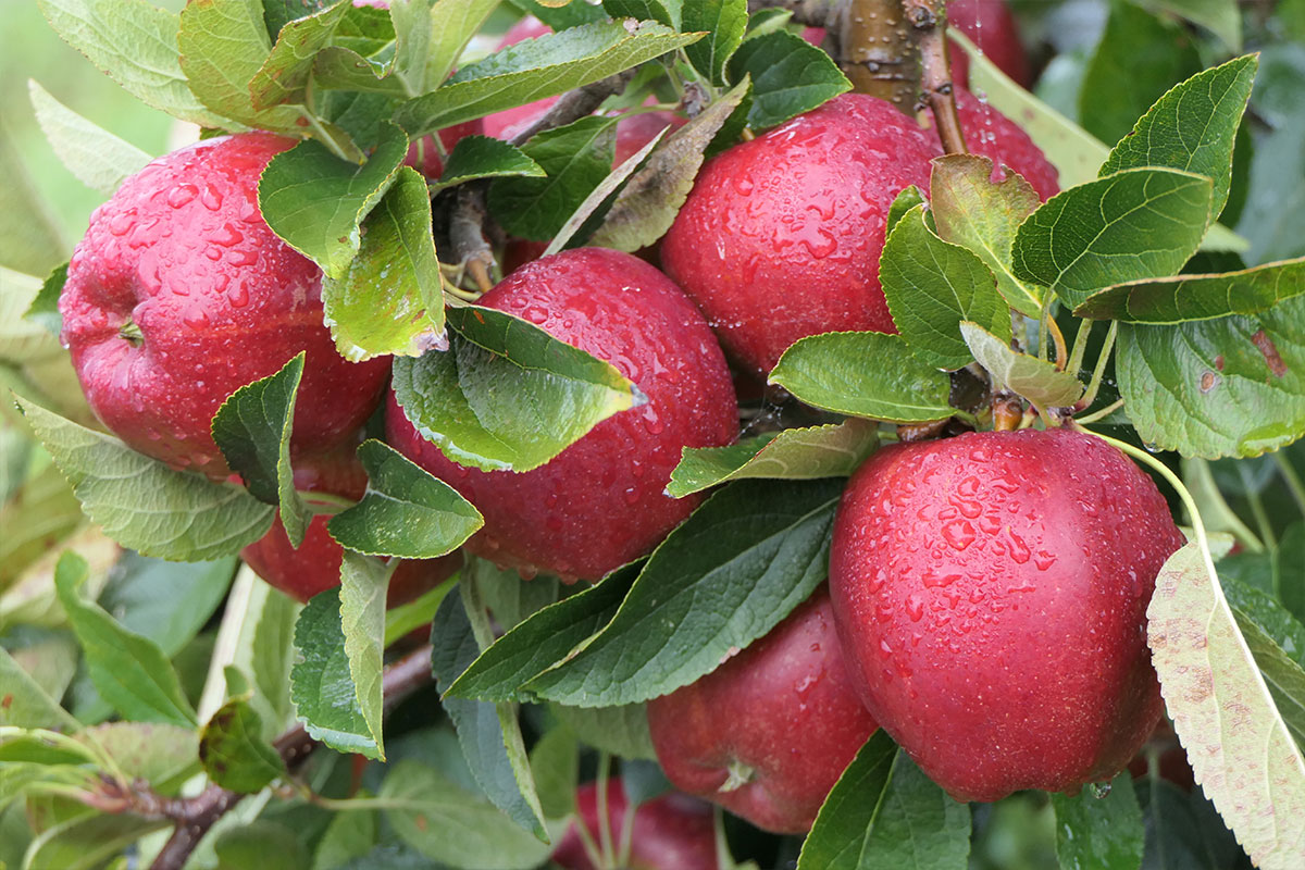 Adrian Scripps - Braeburn apples